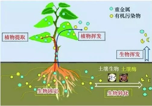 有機汙染物